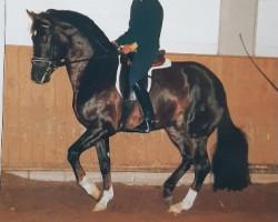 stallion Fidermark (Westphalian, 1992, from Florestan I)