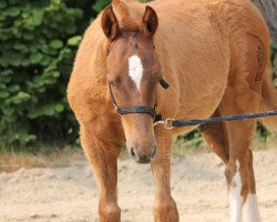 horse Lucky (Freiberger, 2018, from Lamaro)