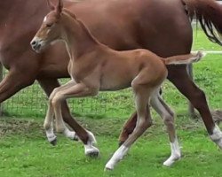 Springpferd Apacho (Westfale, 2018, von All Music)