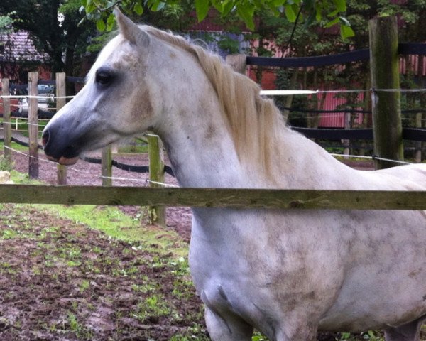 Pferd Apero Puck's Son (Welsh Pony (Sek.B), 2007, von Blethni Puck)