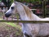 Pferd Apero Puck's Son (Welsh Pony (Sek.B), 2007, von Blethni Puck)