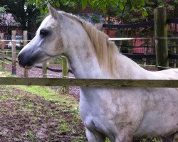 horse Apero Puck's Son (Welsh-Pony (Section B), 2007, from Blethni Puck)