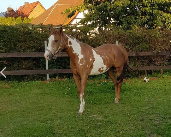 broodmare Tinkers Peppy Chex (Paint Horse, 1992, from Tinkers Chief)