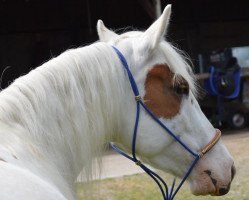 Pferd Whiskey Peppy Chex (Paint Horse, 2012, von Whiskey Doolin)