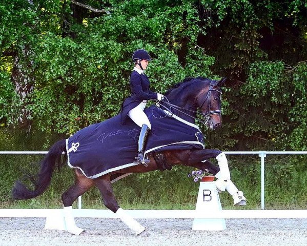 dressage horse Skyfall 6 (Oldenburg, 2005, from Stedinger)