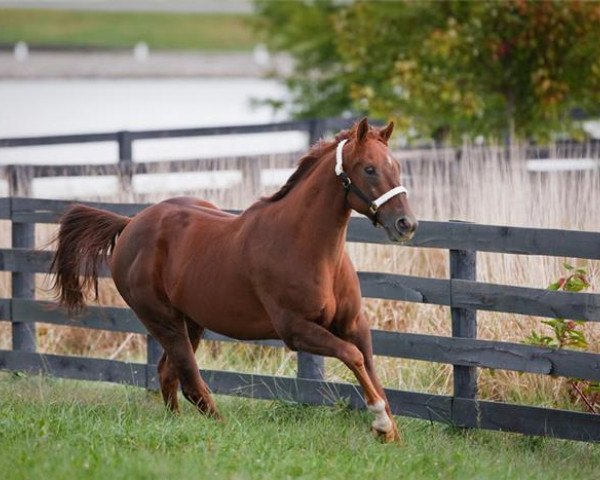 horse Commentator xx (Thoroughbred, 2001, from Distorted Humor xx)