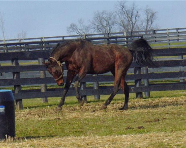 Pferd Cherono xx (Englisches Vollblut, 2002, von Grand Slam xx)