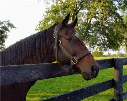 horse Cappucino Kid xx (Thoroughbred, 1998, from Pioneering xx)