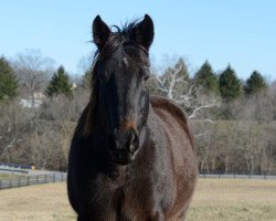 horse Cajun Beat xx (Thoroughbred, 2000, from Grand Slam xx)