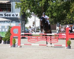 jumper Cassiopeia HL (Hanoverian, 2009, from Castus I)