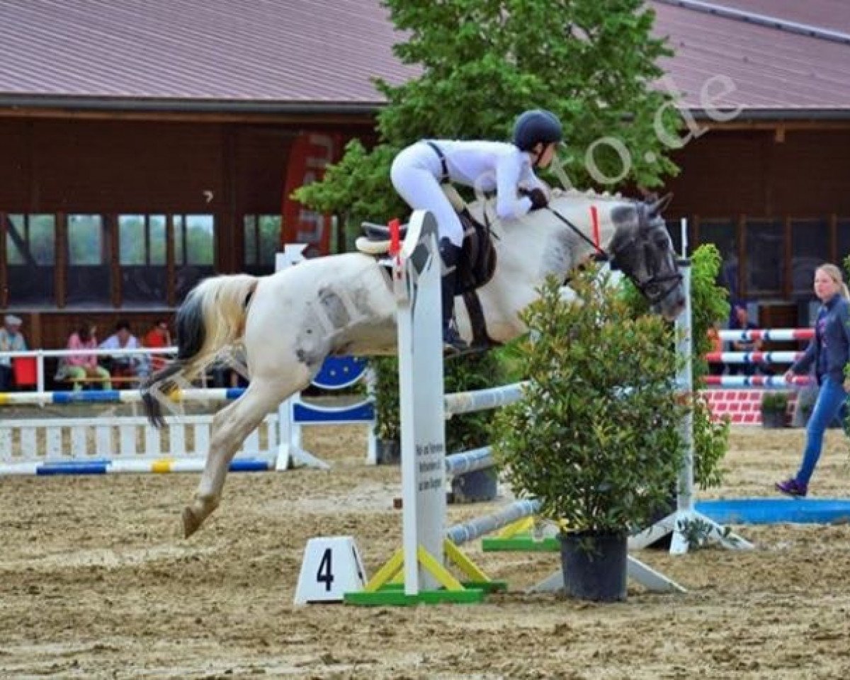 Springpferd Diego 478 (KWPN (Niederländisches Warmblut), 2005)