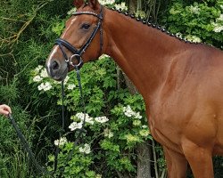 broodmare Rosalie (Hanoverian, 2009, from Rascalino)