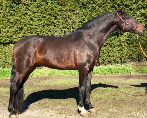 stallion Olimpico (Pura Raza Espanola (PRE), 2013, from Cantador XX)