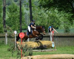 jumper Lucky 1674 (German Sport Horse, 2007, from Liberty Son)