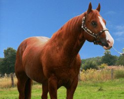 Deckhengst Freckles Sugar Willi (Quarter Horse, 1993, von Genuine Sugar)