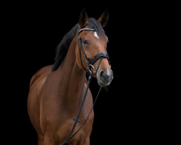 broodmare Qumaira (Westphalian, 2013, from Quotenkoenig 2)