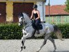 jumper Karneval 34 (German Sport Horse, 2007, from Kaiserwind)