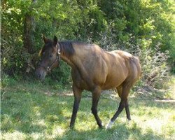 horse Burrwood xx (Thoroughbred, 1994, from Bayou Herbert xx)