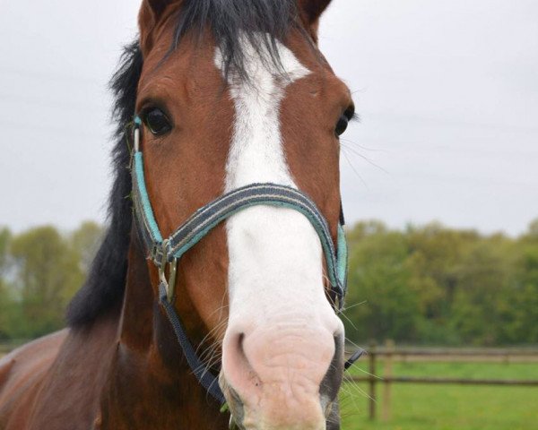 dressage horse Feiner Ferdinand (Westphalian, 2012, from Friday On My Mind)