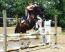 dressage horse Ma Cherie M (Trakehner, 2004, from Summertime)