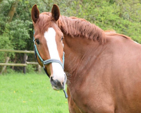 dressage horse Figaro 282 (Westphalian, 2011)