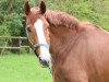 dressage horse Figaro 282 (Westphalian, 2011)