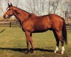 stallion Sabona xx (Thoroughbred, 1982, from Exclusive Native xx)