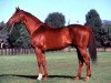 stallion Marscay xx (Thoroughbred, 1979, from Biscay xx)