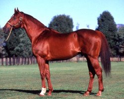 stallion Marscay xx (Thoroughbred, 1979, from Biscay xx)