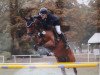 broodmare Clarina 4 (German Sport Horse, 2007, from Clarence C)