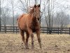 broodmare Bint Marscay xx (Thoroughbred, 1990, from Marscay xx)