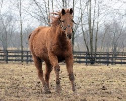 broodmare Bint Marscay xx (Thoroughbred, 1990, from Marscay xx)