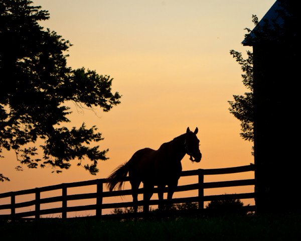 stallion Afternoon Deelites xx (Thoroughbred, 1992, from Private Terms xx)