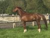 dressage horse Ben Woods (Oldenburg, 2013, from Bretton Woods)