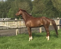 dressage horse Ben Woods (Oldenburg, 2013, from Bretton Woods)