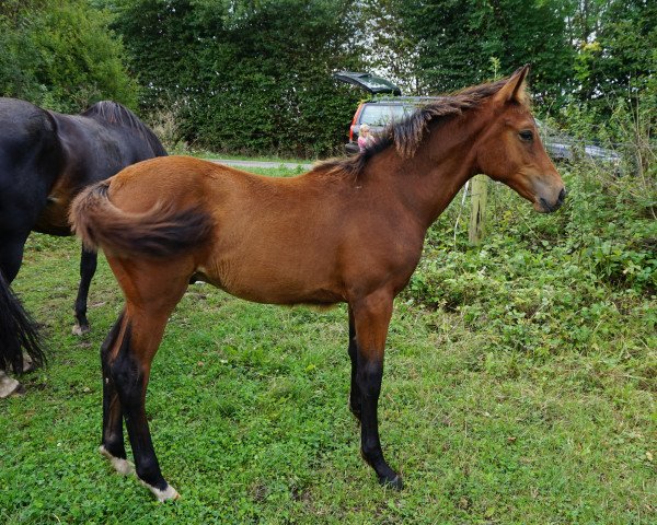 stallion Quasi Braun (German Sport Horse, 2018, from DSP Quasi Gold Md)
