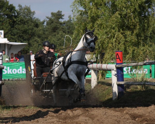 Pferd Shari B (Trakehner, 1992, von Banditentraum)