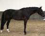 dressage horse Fidersøn (Oldenburg, 2014, from Fiderbach OLD)