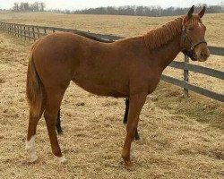 Pferd Irish Pharaoh xx (Englisches Vollblut, 2017, von American Pharoah xx)