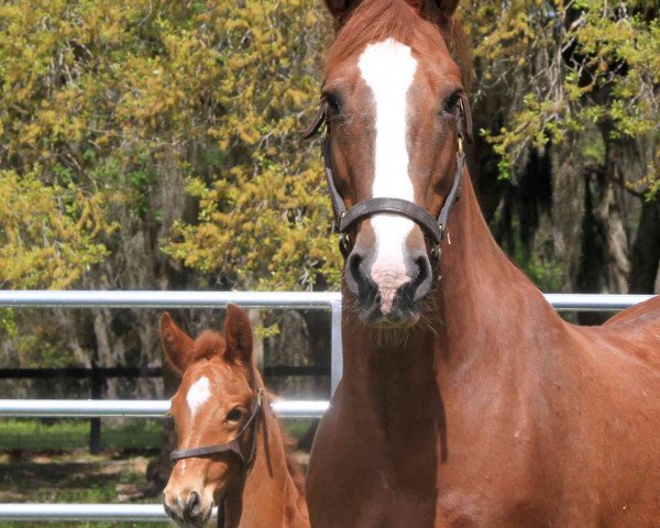 broodmare Hopes Love xx (Thoroughbred, 2013, from Lucky Pulpit xx)