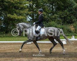 dressage horse Quinta Mare (German Sport Horse, 2008, from Quaterback)