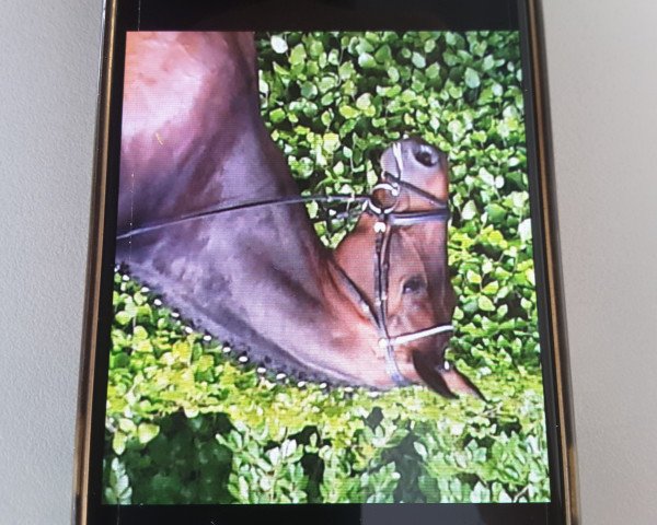 dressage horse Charlie Brown Superstar (KWPN (Royal Dutch Sporthorse), 2012, from Chippendale)