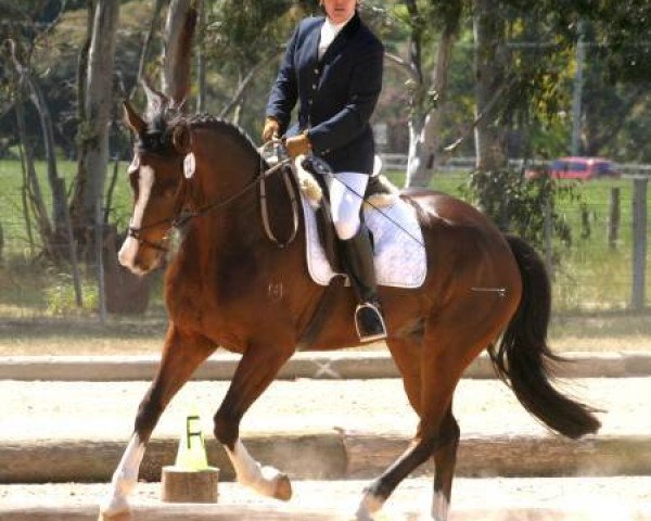 horse Avoca Remington (Australian Wamblood, 1998)