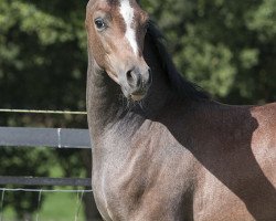 horse Hengst von Etoryk x QR Marc (Arabian thoroughbred, 2017, from Etoryk)