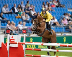 Springpferd Qh Bamboleo Santo Antonio (KWPN (Niederländisches Warmblut), 2014, von Cidane)