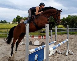 jumper Golden Gate (Deutsches Sportpferd, 2014, from Conte Cassini)