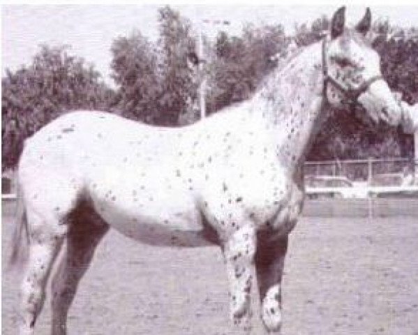 stallion Red Plaudit (Appaloosa, 1960, from Juaquin)