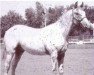 stallion Red Plaudit (Appaloosa, 1960, from Juaquin)