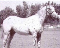 Deckhengst Red Plaudit (Appaloosa, 1960, von Juaquin)