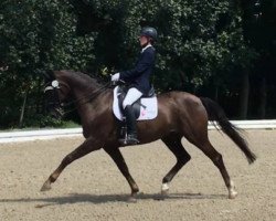 dressage horse Domino (Hanoverian, 2008, from Don Frederico)